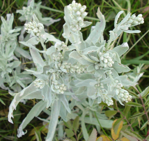 Prairie sage seeds - seeds., 200